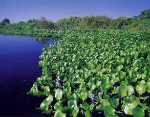 pantanal